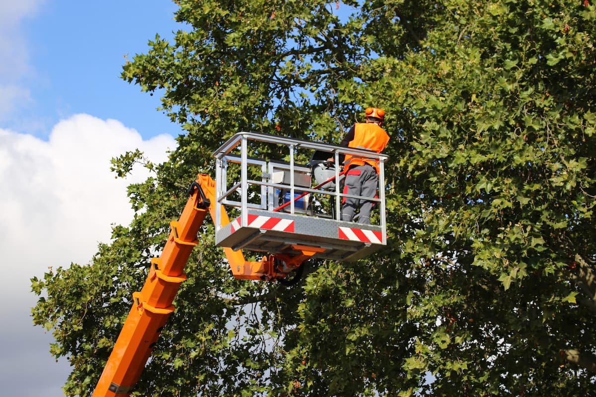 Un homme coupe des arbre à bord d'une nacelle PEMP de catégorie 3B de la R.486 avec une autorisation de conduite en étant titulaire du CACES