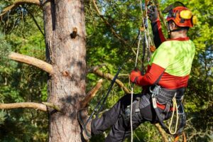 Un arboriste attaché dans un arbre utilise les techniques de grimpe dans les arbres apprises en formation